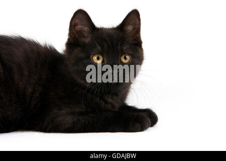 BLACK British Shorthair KITTEN contro uno sfondo bianco Foto Stock
