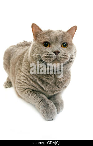 LILAC SELF British Shorthair CAT, femmina contro uno sfondo bianco Foto Stock