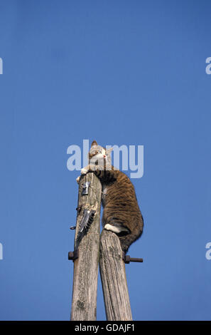 Brown Tabby e bianco gatto domestico, Adulti su ELETTRICO POST Foto Stock