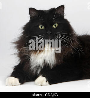 Bianco e Nero siberiano gatto domestico, Femmina contro uno sfondo bianco Foto Stock