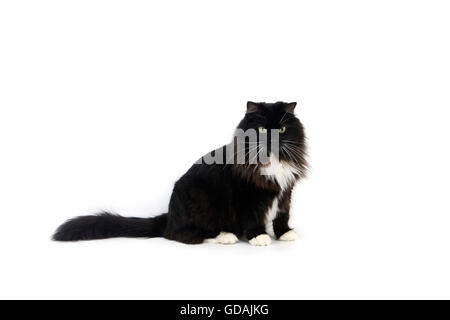 Bianco e Nero siberiano gatto domestico, femmina Foto Stock