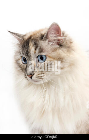SEAL tabby point con bianco gatto Siberiano, femmina contro uno sfondo bianco Foto Stock