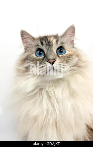 Seal Tabby Point e siberiano bianco gatto domestico, ritratto di donna Foto Stock