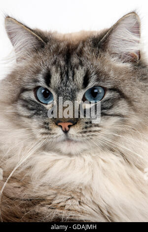 Seal Tabby Point Neva Masquerade Siberian gatto domestico, maschio Foto Stock