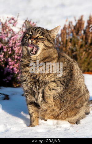 Brown Tabby gatto domestico, femmina obesi sulla neve, leccare il suo naso, Normandia Foto Stock