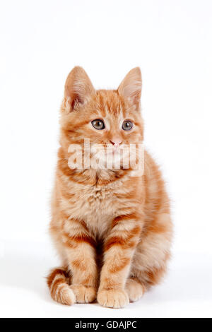 Rosso gatto domestico, gattino seduto contro uno sfondo bianco Foto Stock