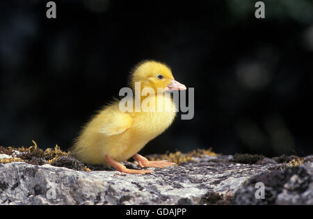 Muskovy Duck, Cairina moschata, anatroccolo permanente sulla pietra Foto Stock