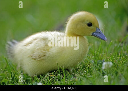 Muskovy Duck, Cairina moschata, anatroccolo, Normandia Foto Stock