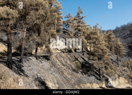 Foresta e alberi dopo un grande incendio di foresta a Monti Troodos in Cipro che ha creato un grande danno ambientale. Foto Stock