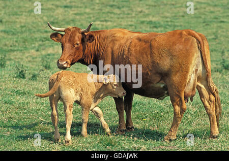 Limousin Bovini, mucca con vitello Foto Stock