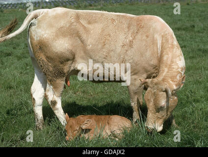 Blonde d'AQUITAINE, una razza francese, mucca con vitello Foto Stock