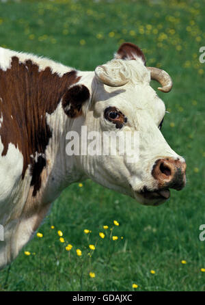 La Normandia mucca, ritratto di donna Foto Stock