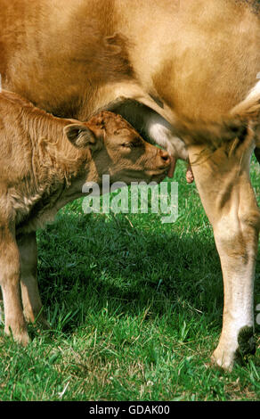 Limousin Bovini, una razza francese, mucca con vitello lattante Foto Stock