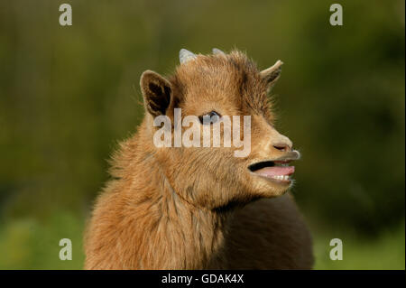 3 mesi di età pigmeo di capra o di capra nana, Capra hircus, chiamando Foto Stock