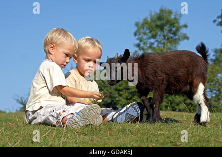 Little Boy gioca con Nana, capra Capra hircus Foto Stock