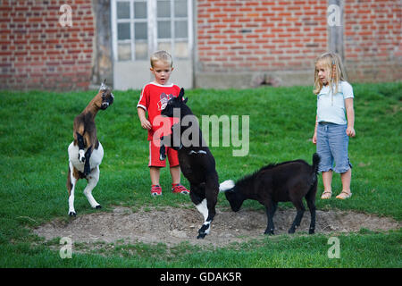 I bambini con capre nane, Capra hircus, Zoo in Normandia Foto Stock