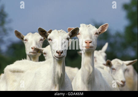 Capre Saanen, allevamento di animali femmine Foto Stock