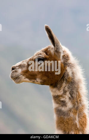 Llama, lama glama, Ritratto di adulto, vicino a Cuzco in Perù Foto Stock