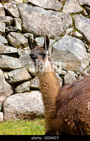LLAMA lama glama a Machu Picchu in Perù Foto Stock