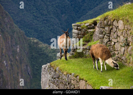 Llama, lama glama, adulti nella cittadella Inca di Machu Picchu in Perù Foto Stock