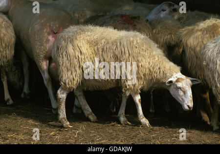 Un Manech tête rousse Pecore, una razza francese, allevamento Foto Stock