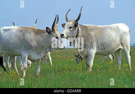 Grigio ungherese di bestiame bovino o steppa ungherese Bovini, allevamento in piedi in Prato Foto Stock