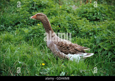 Oca di Tolosa, la razza la produzione di paté de foie gras in Francia Foto Stock