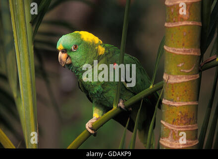 Yellow-Naped Amazon Parrot, amazona auropalliata, adulti sul ramo Foto Stock