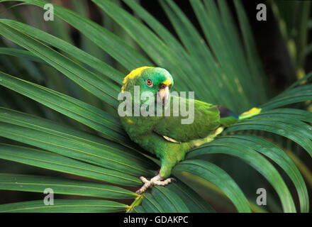 Yellow-Naped Amazon Parrot, amazona auropalliata, adulti sul ramo Foto Stock