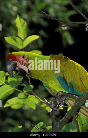 Grande Green Macaw o Buffon's Macaw, ara ambigua, adulti sul ramo Foto Stock