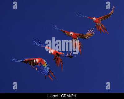 Scarlet Macaw, ara macao, adulti in volo, la sequenza di movimento Foto Stock