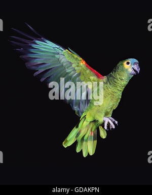 Blue-Fronted Amazon Parrot o Turquoise-Fronted Amazon, Amazon aestiva, adulti in volo su sfondo nero Foto Stock