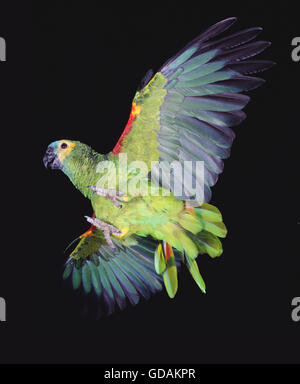 Blue-Fronted Amazon Parrot o Turquoise-Fronted Amazon, Amazon aestiva, adulti in volo su sfondo nero Foto Stock