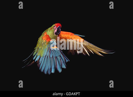 Macaw militare, ara militaris, adulti in volo Foto Stock