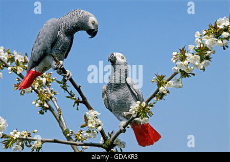 Pappagallo grigio africano, Psittacus erithacus, adulti in fiore Tree Foto Stock