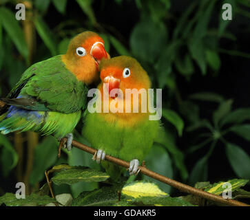 Fischer, Lovebird agapornis fischeri, coppia toelettatura Foto Stock