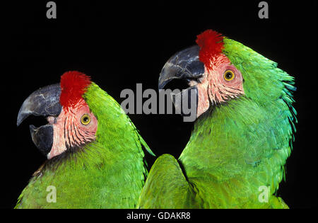 Macaw militare, ara militaris, Adulti chiamando Foto Stock