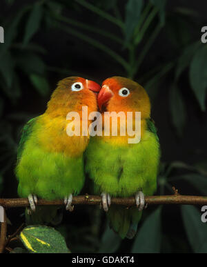 Fischer, Lovebird agapornis fischeri, coppia toelettatura Foto Stock