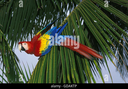 Scarlet Macaw, ara macao sul ramo Foto Stock