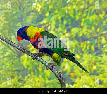 Rainbow Lorikeet, trichoglossus haematodus, adulti sul ramo Foto Stock