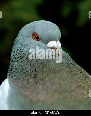 Piccione schietti, Ritratto Foto Stock