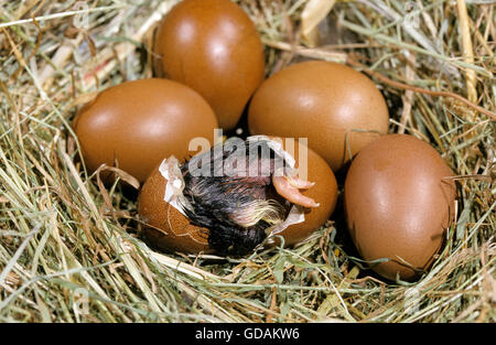 Nido con uova, pollo domestico, pulcino da cova delle uova Foto Stock