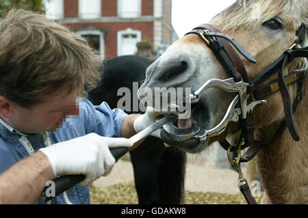 Horse dentista con un fiordo norvegese cavallo Foto Stock