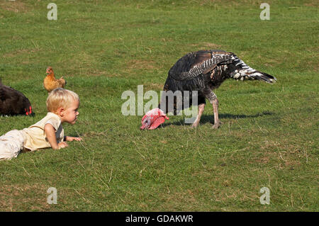 Ragazzo che posa in erba con la Turchia e le galline Foto Stock