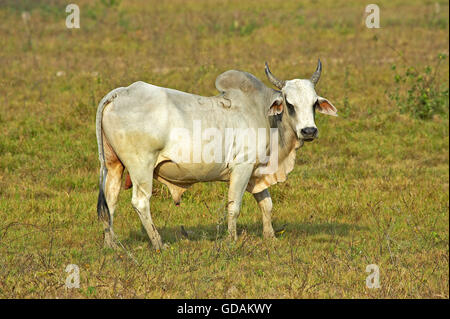 Bull, bovini domestici, Los Lianos in Venezuela Foto Stock