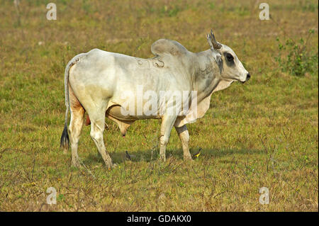 Bull, bovini domestici, Los Lianos in Venezuela Foto Stock