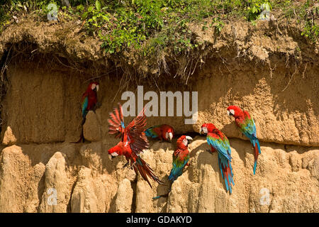 Rosso-VERDE MACAW ara chloroptera NEL PARCO NAZIONALE DEL MANU IN PEROU Foto Stock