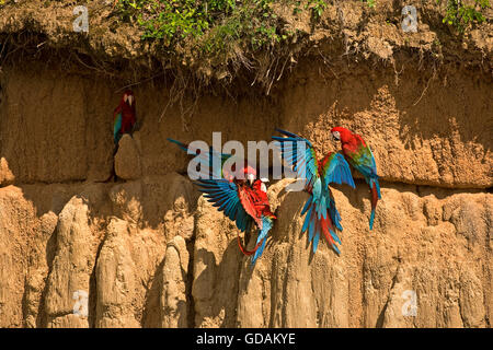 Rosso-VERDE MACAW ara chloroptera, gruppo di mangiare argilla, SCOGLIERA SUL PARCO NAZIONALE DEL MANU, PEROU Foto Stock