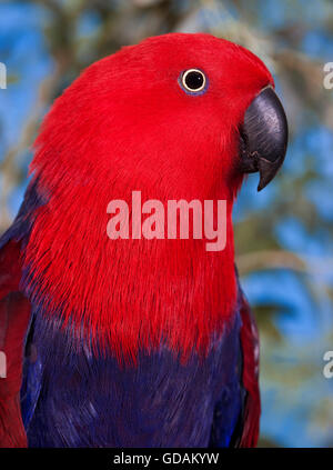 Pappagallo ECLECTUS roratus eclectus, ritratto di donna Foto Stock
