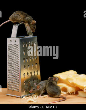 House Mouse mus musculus con formaggio Foto Stock